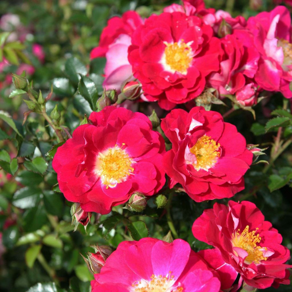 Rosa 'Libertas'