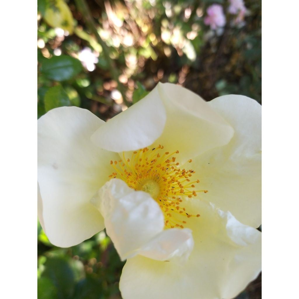 Rosa x bracteata 'Mermaid' - Climbing Rose