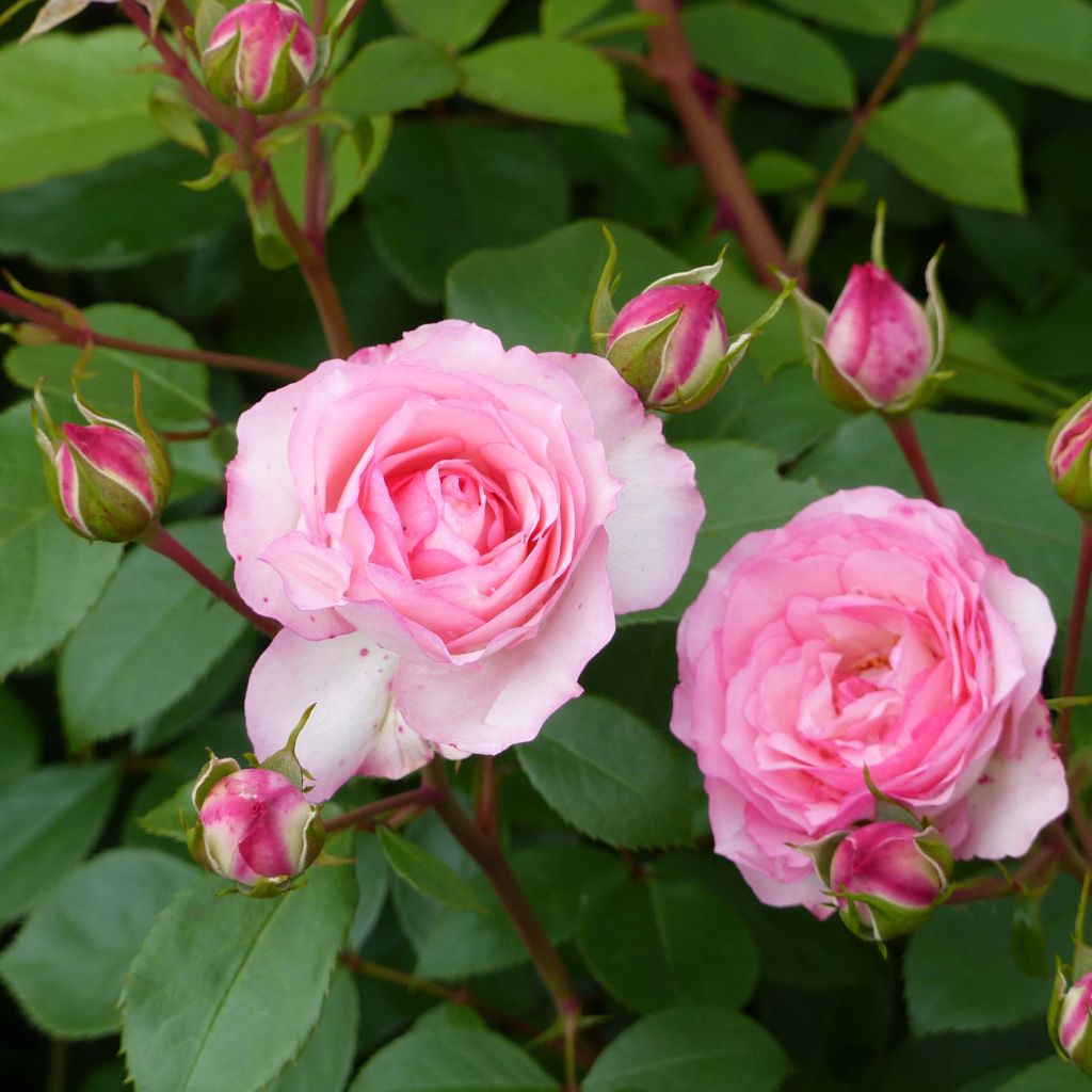 Rosa Mini Eden Rose - Climbing Rose