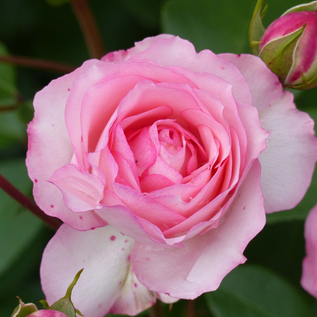 Rosa Mini Eden Rose - Climbing Rose