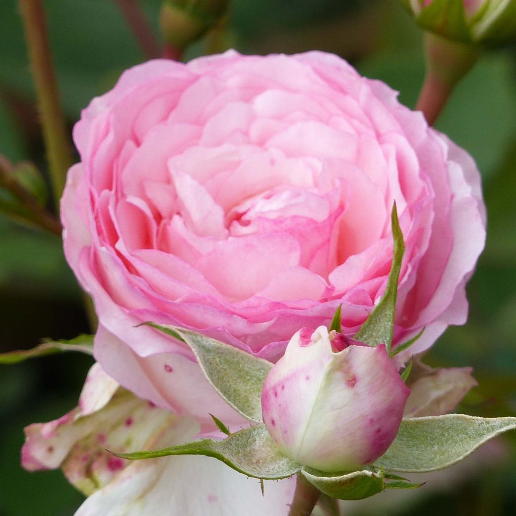 Rosa Mini Eden Rose - Climbing Rose