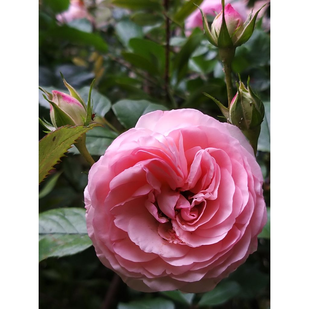 Rosa Mini Eden Rose - Climbing Rose