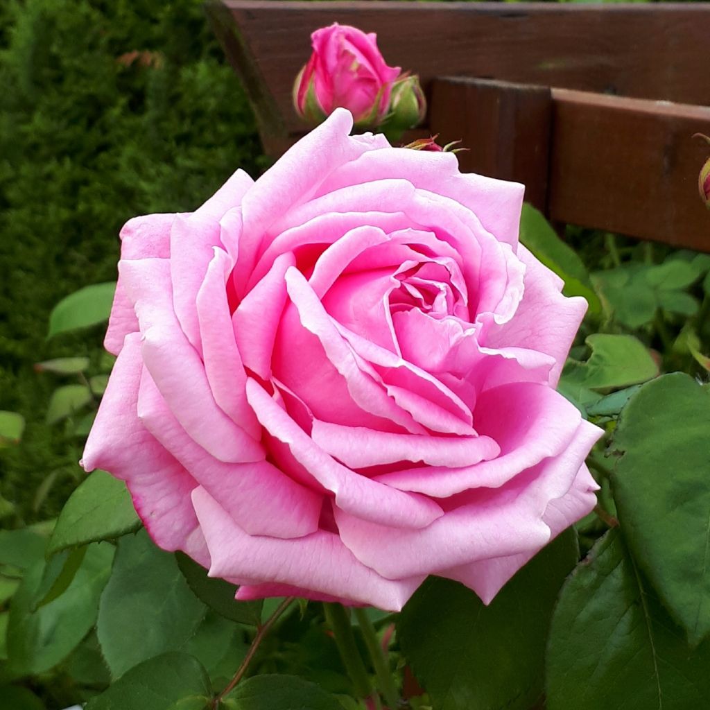 Rosa 'Mme Caroline Testout'