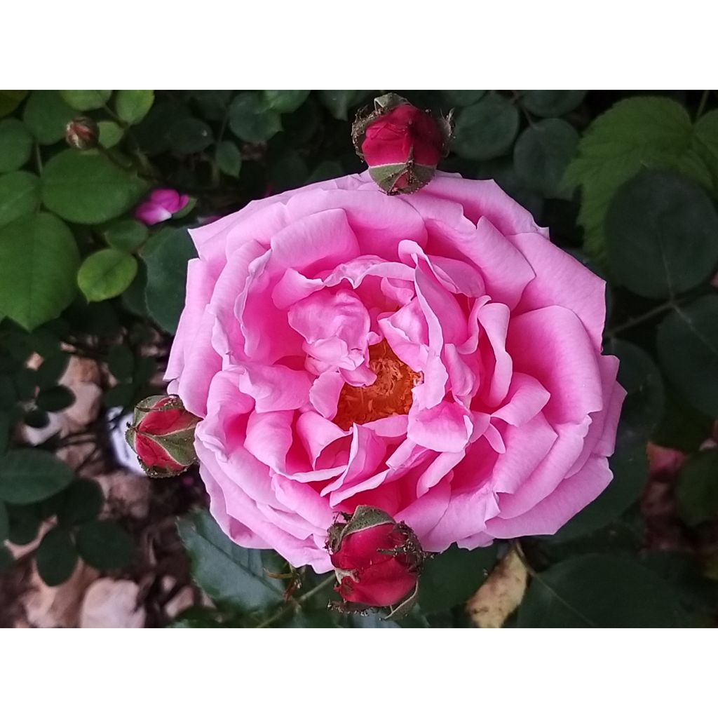 Rosa 'Mme Caroline Testout'