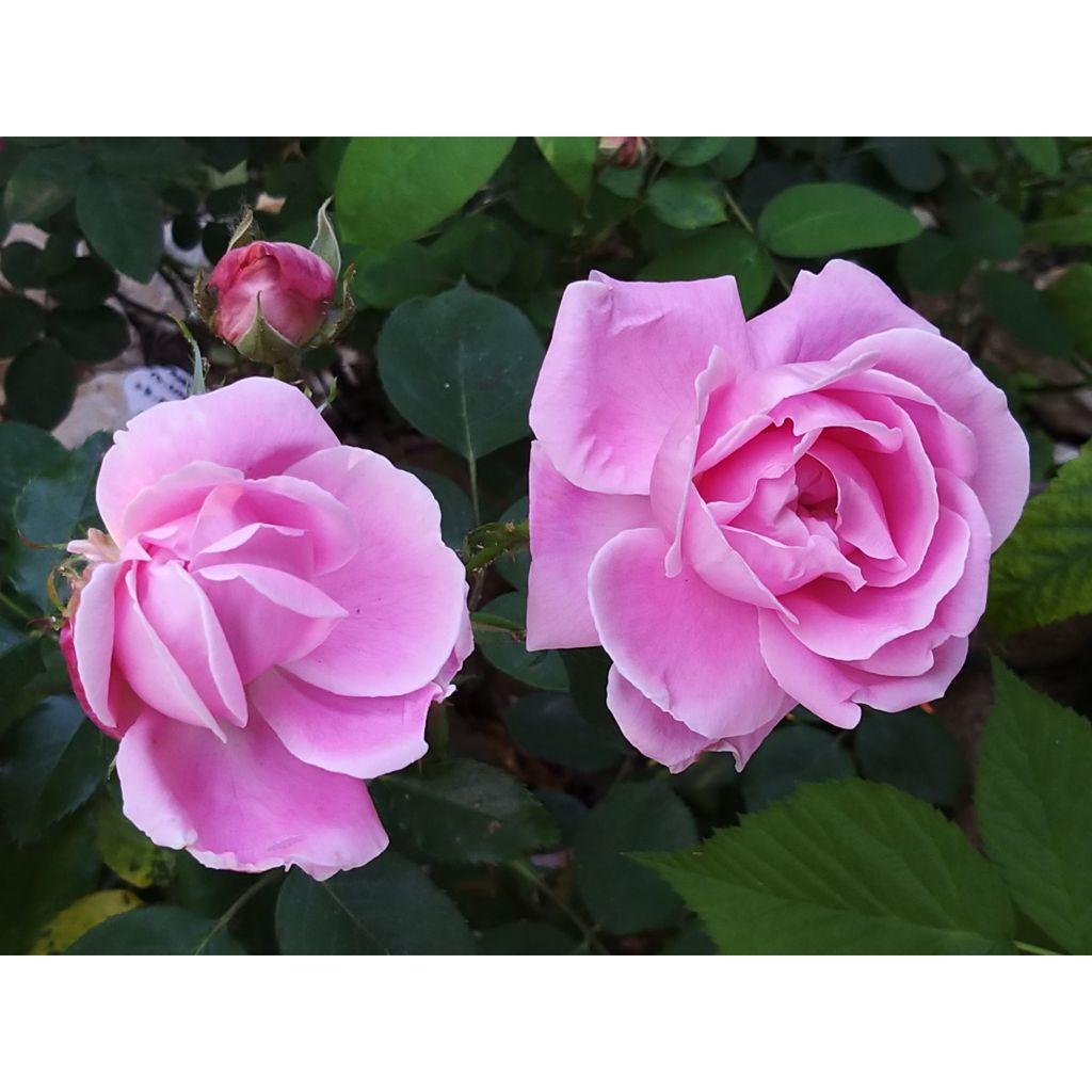 Rosa 'Mme Caroline Testout'