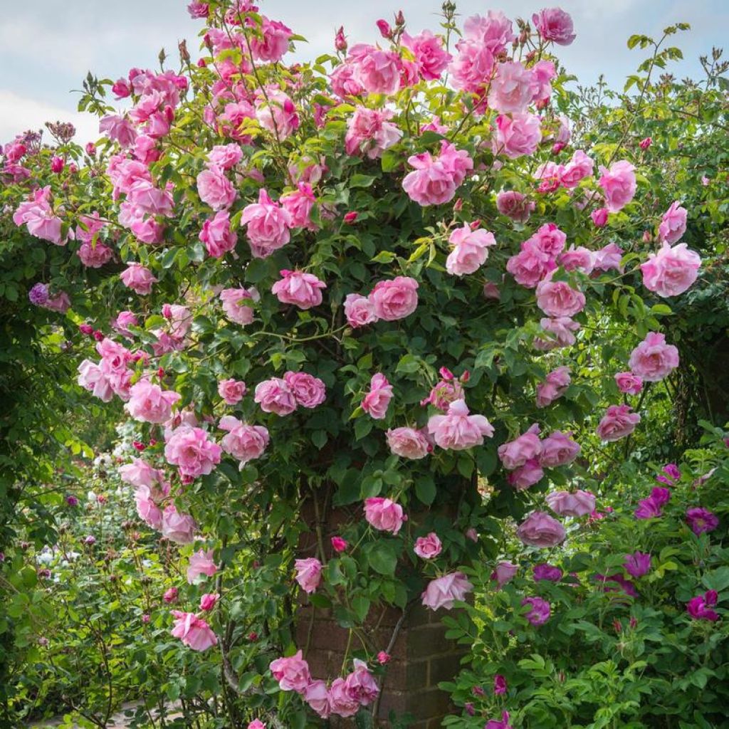 Rosa 'Mme Gregoire Staechelin' - Climbing Rose