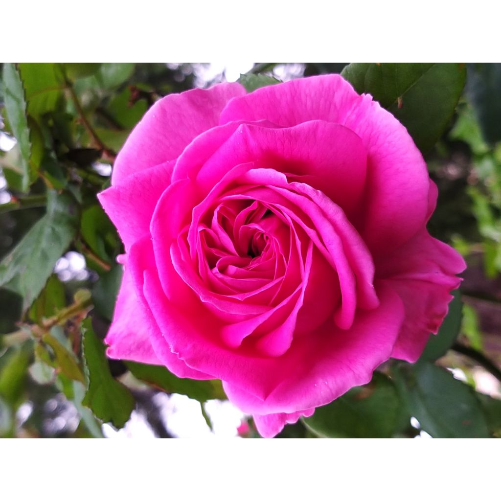 Rosa Parfum Royal 