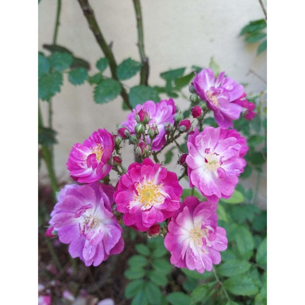 Rosa 'Perennial Blue' - Climbing Rose