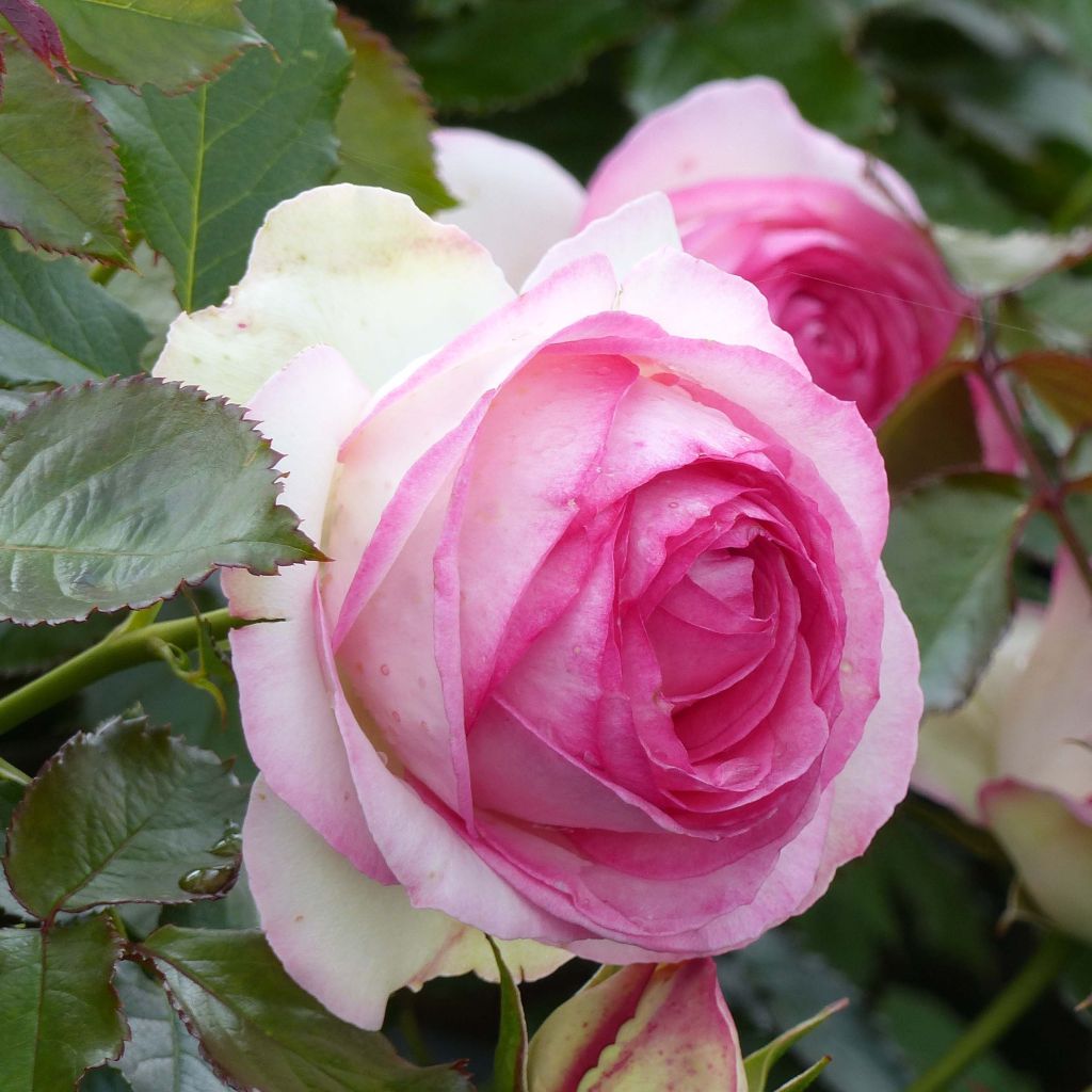 Rosa  Pierre de Ronsard - Climbing Rose