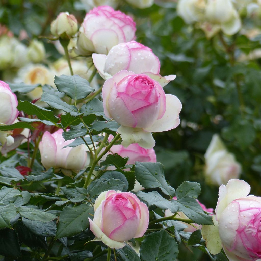 Rosa  Pierre de Ronsard - Climbing Rose