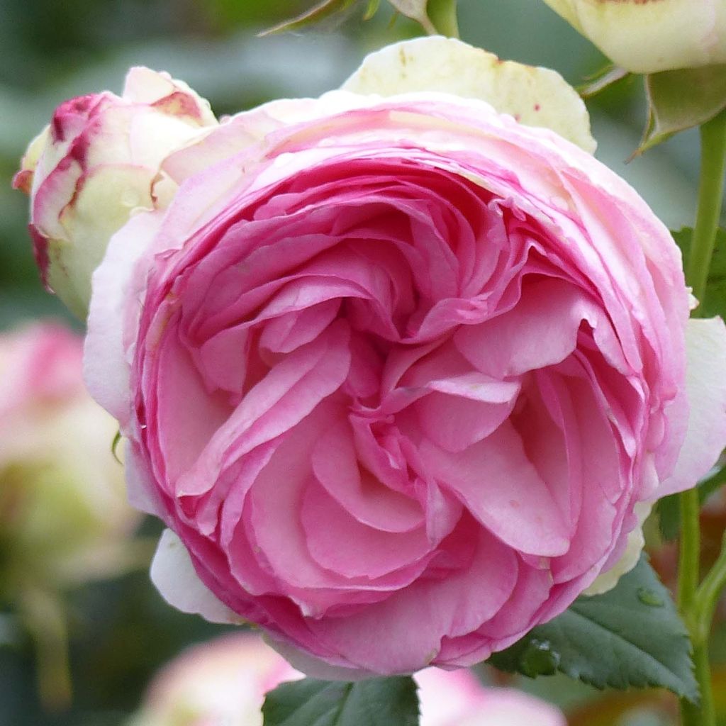 Rosa  Pierre de Ronsard - Climbing Rose