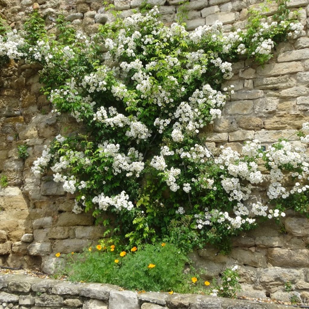 Rosa Seagull - Rambling Rose