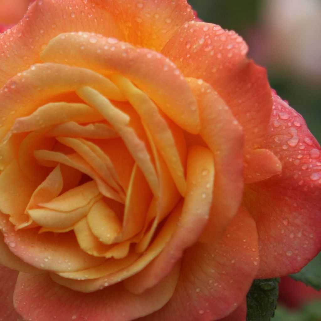 Rosa Shining Beauty - Climbing Rose