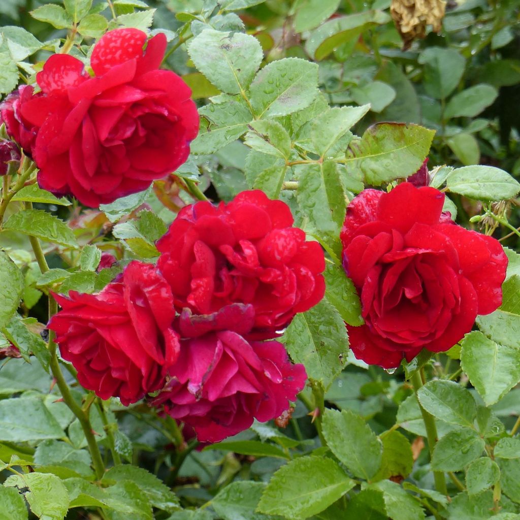 Rosa 'Sympathie' - Climbing Rose