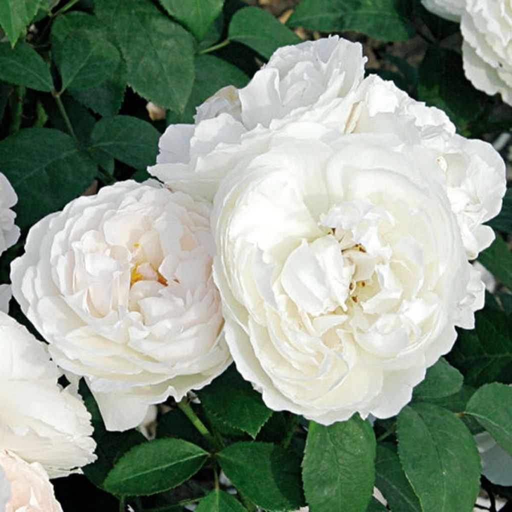 Rosa Valse
