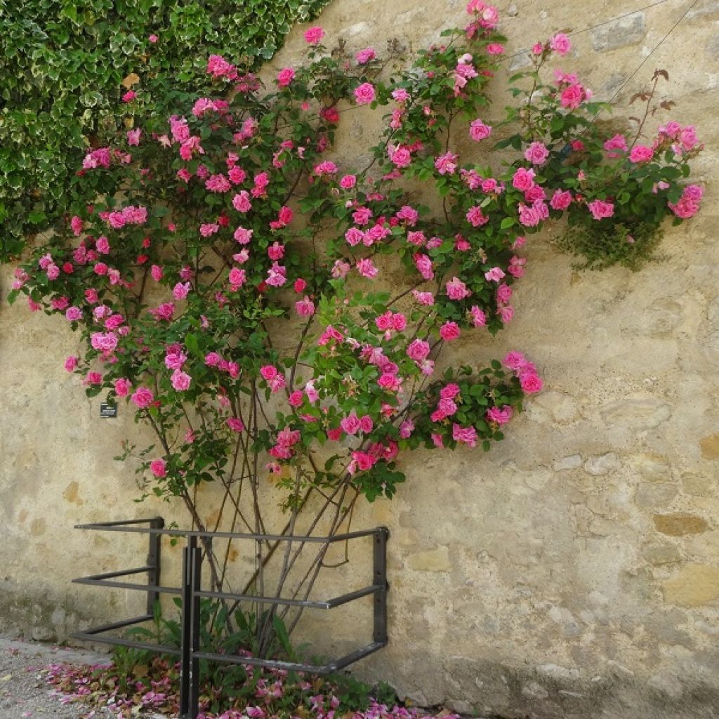 Rosa x Bourbon 'Zéphirine Drouhin' - Climbing Rose