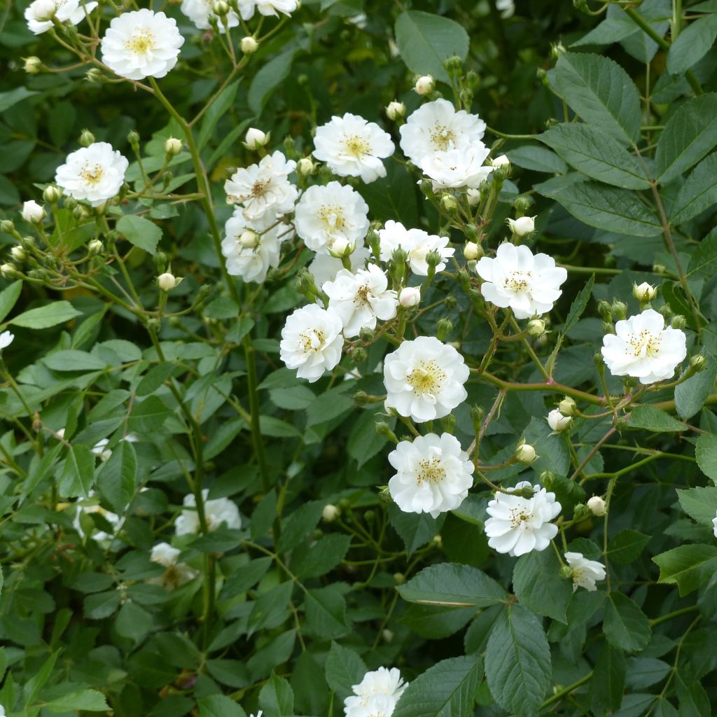 Rosa  Guirlande d'Amour - Climbing or Shrub Rose