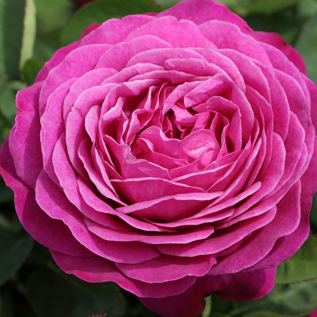 Rosa Heidi Klum (Standard Rose)