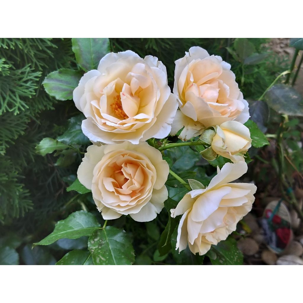 Rosa Jardin des Tuileries - Hybrid Tea Rose