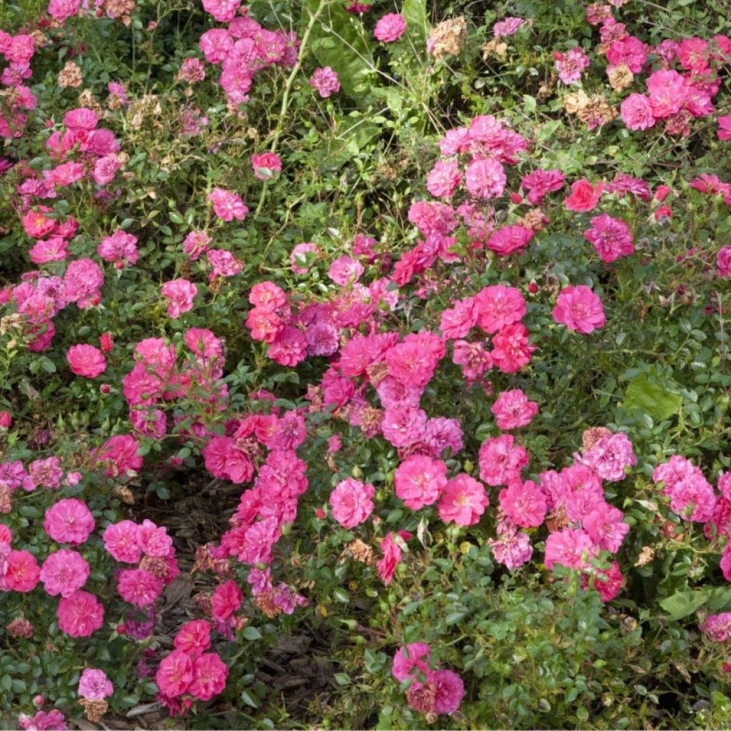 Rosa x polyantha - Sans Contraintes - 'Knirps' - Ground Cover Rose