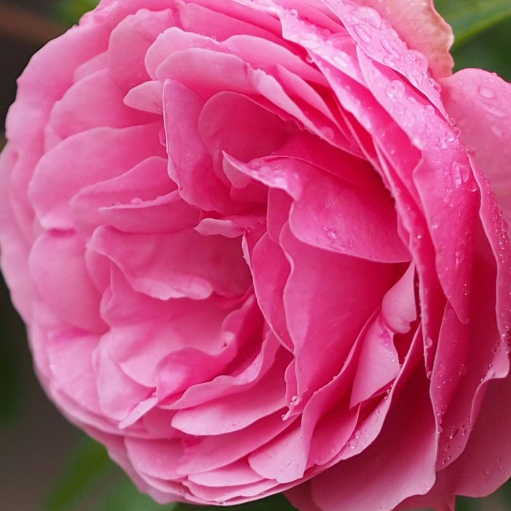 Rosa x floribunda Leonardo Da Vinci - Floribunda Rose