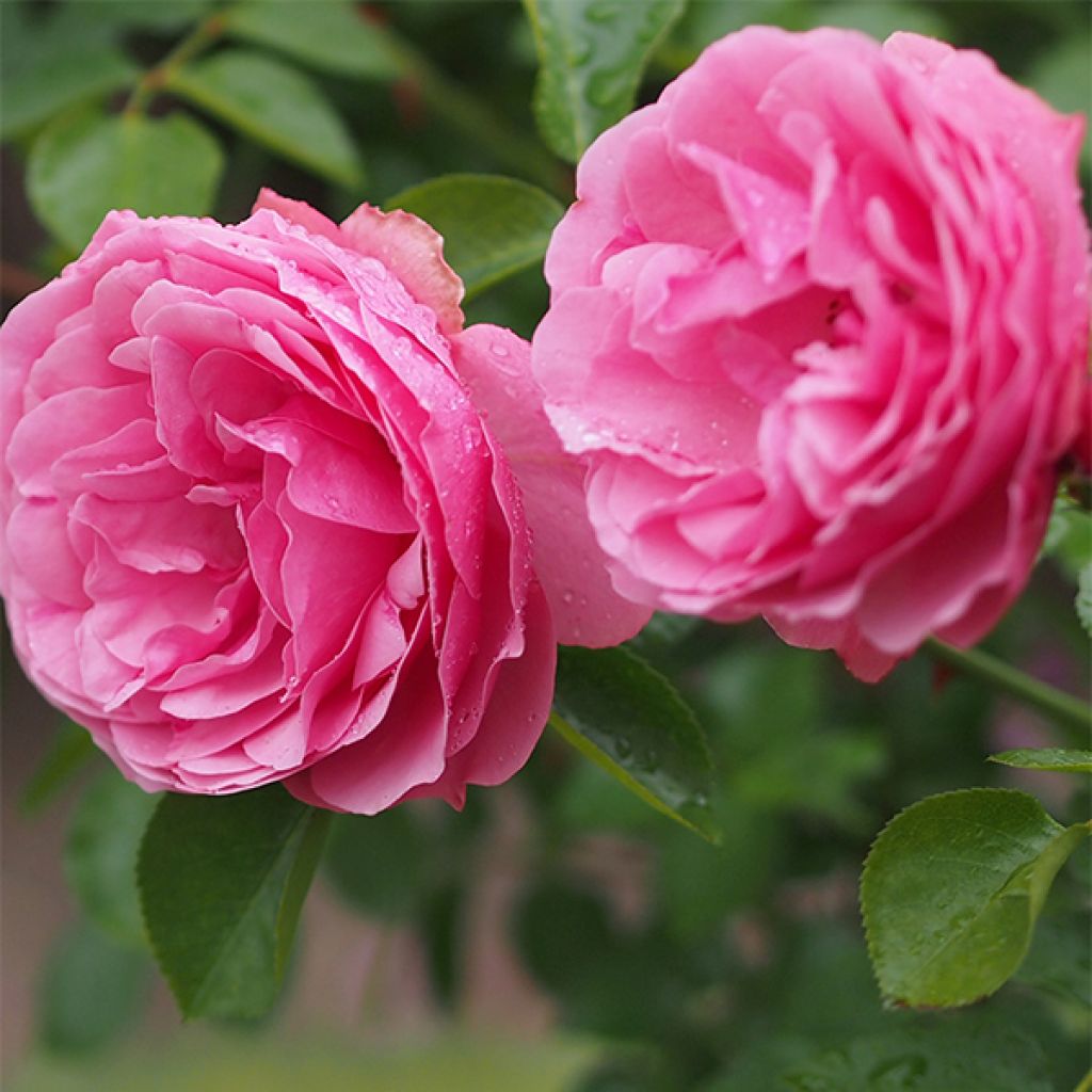 Rosa x floribunda Leonardo Da Vinci - Floribunda Rose