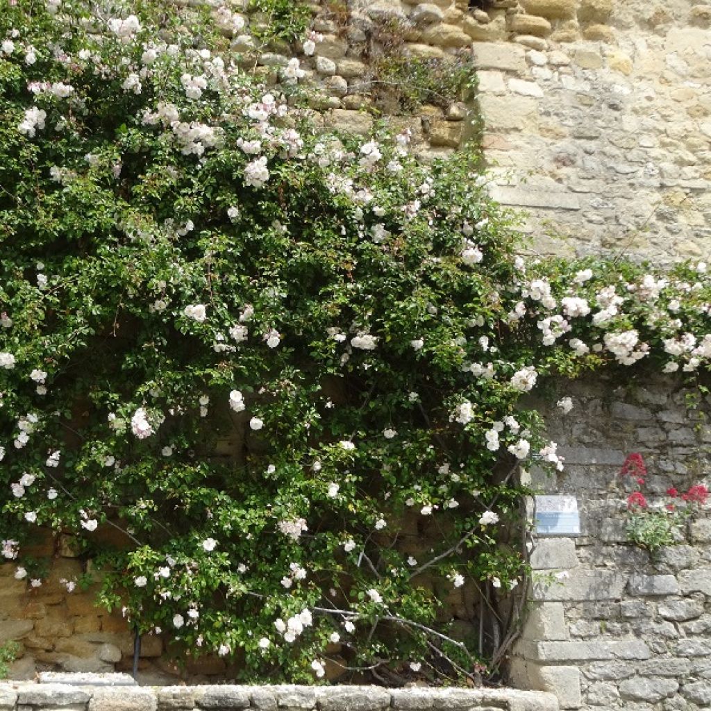 Rosa x sempervirens 'Adélaïde d’Orléans' - Rambling Rose
