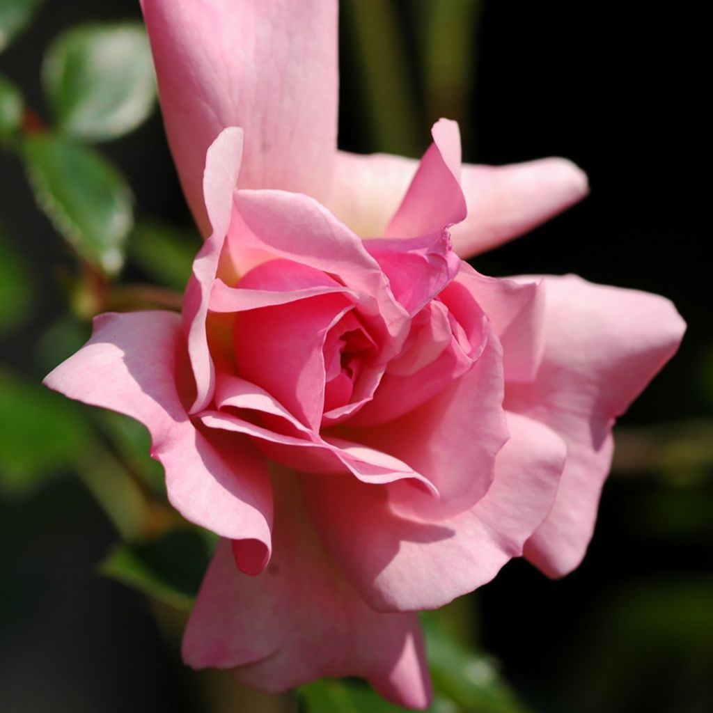 Rosa x wichuraiana François Juranville - Climbing Rose