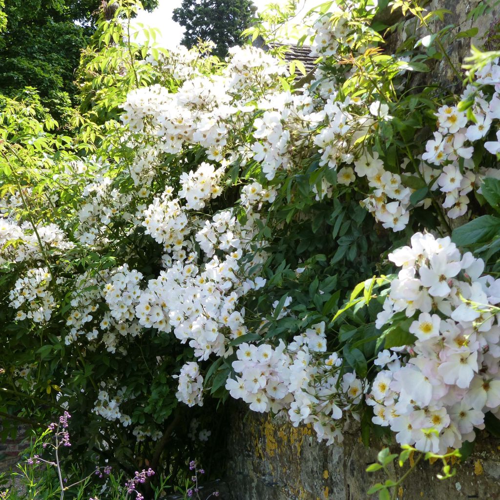 Rosa x moschata Francis E Lester - Musk Rose