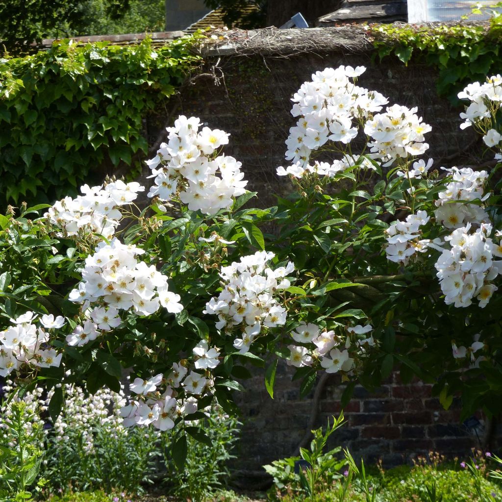 Rosa x moschata Francis E Lester - Musk Rose