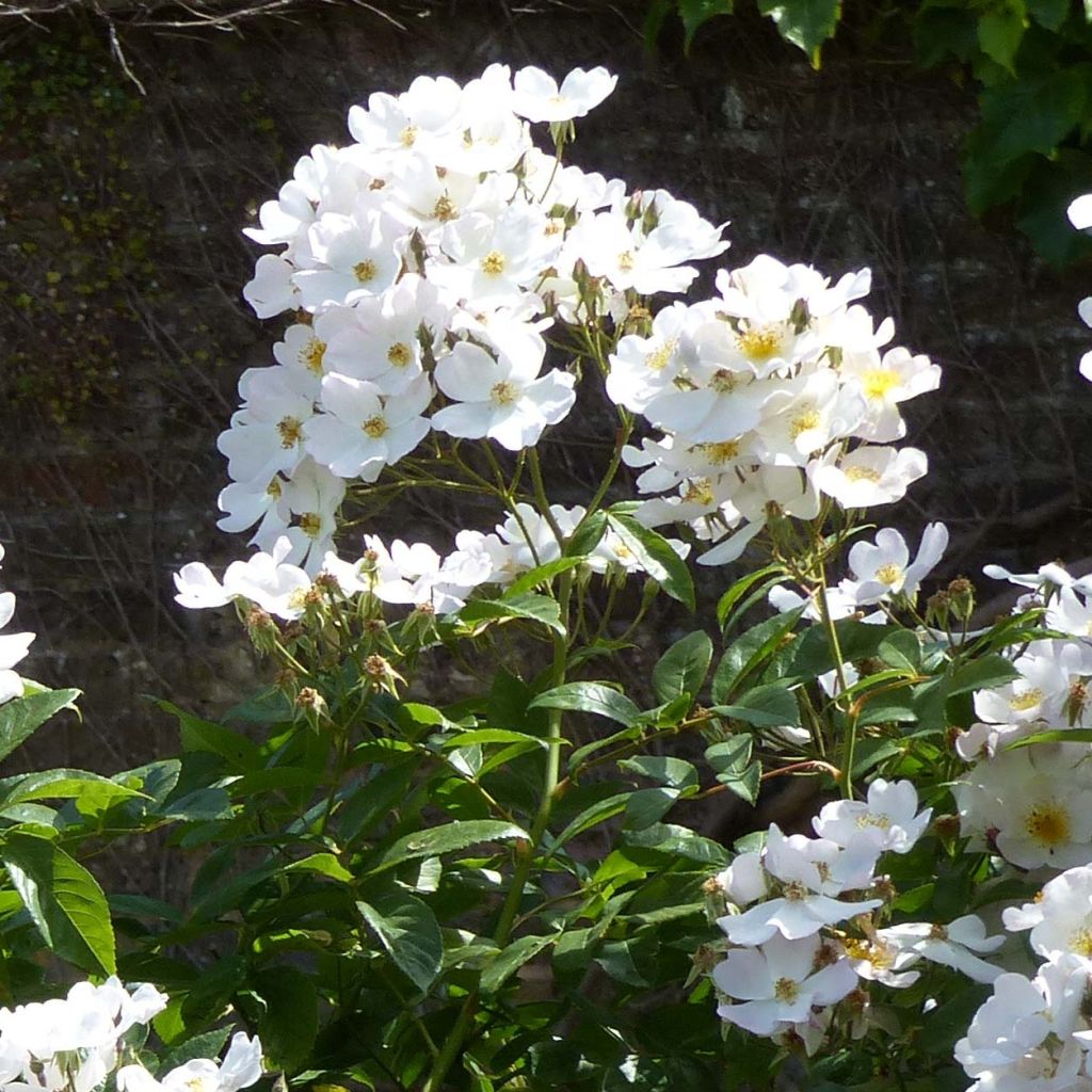 Rosa x moschata Francis E Lester - Musk Rose