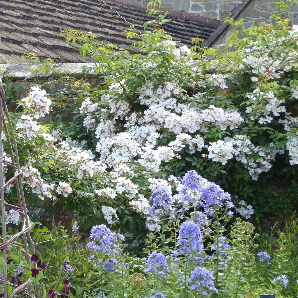 Rosa x moschata Francis E Lester - Musk Rose