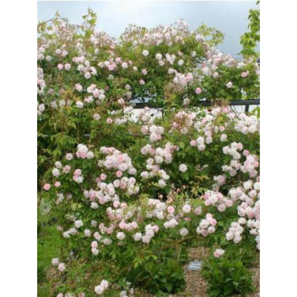 Rosier liane Paul's Himalayan Musk