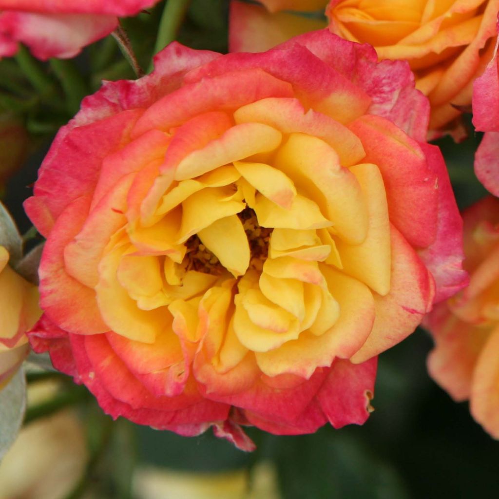 Rosa x polyantha - Lilliputs - 'Little Sunset' - Miniature Rose