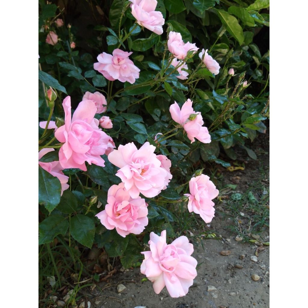 Rosa x polyantha Bordure Rose - Polyantha Rose