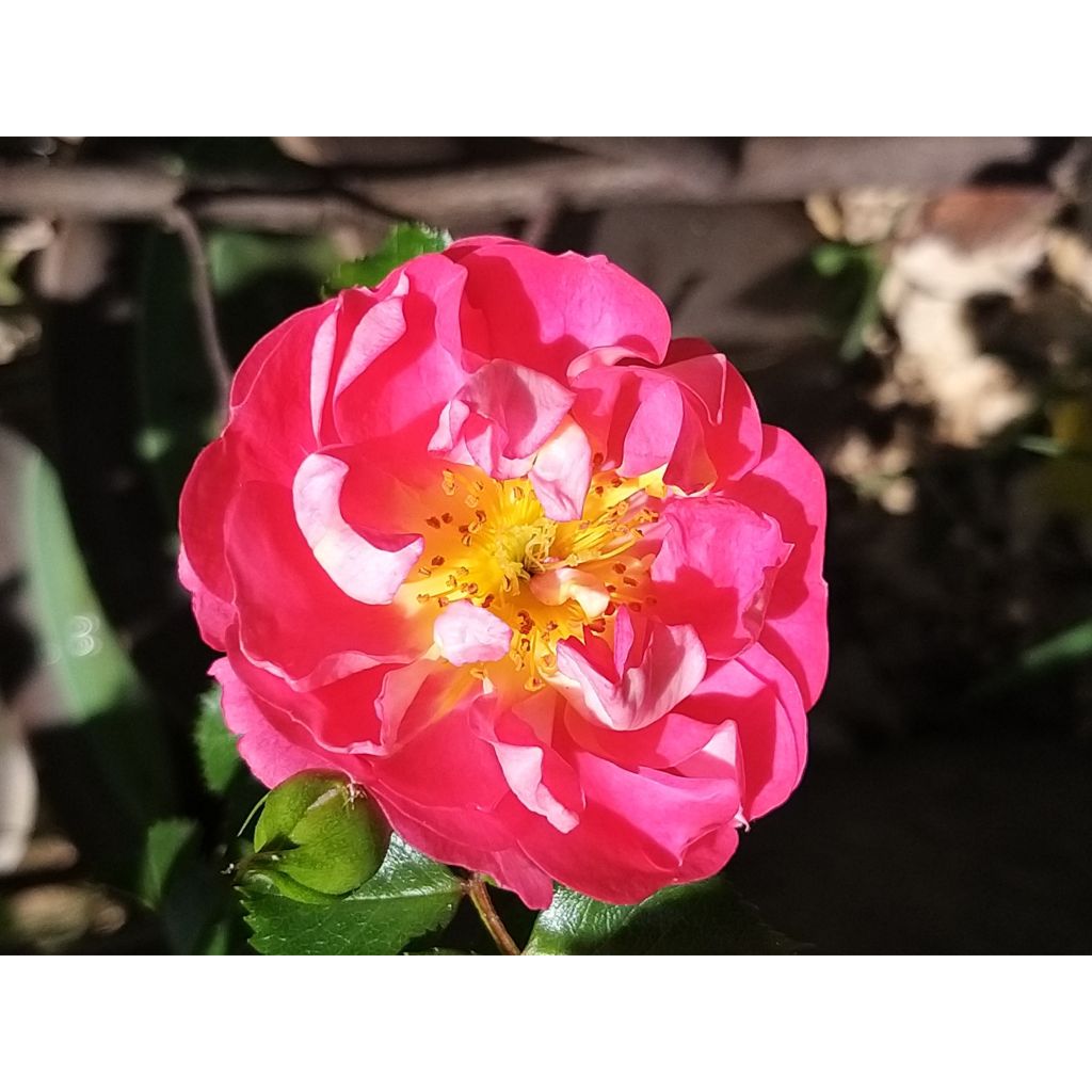 Rosa x polyantha 'Charmant' - Miniature Rose