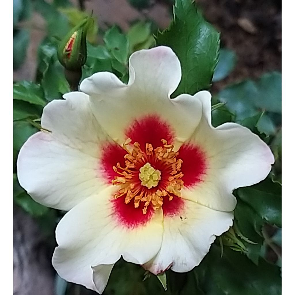 Rosa x persica 'Cream Babylon Eyes' - Miniature Rose