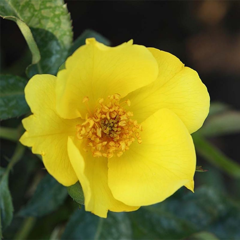 Rosa x polyantha Lemon Fizz - Polyantha Rose