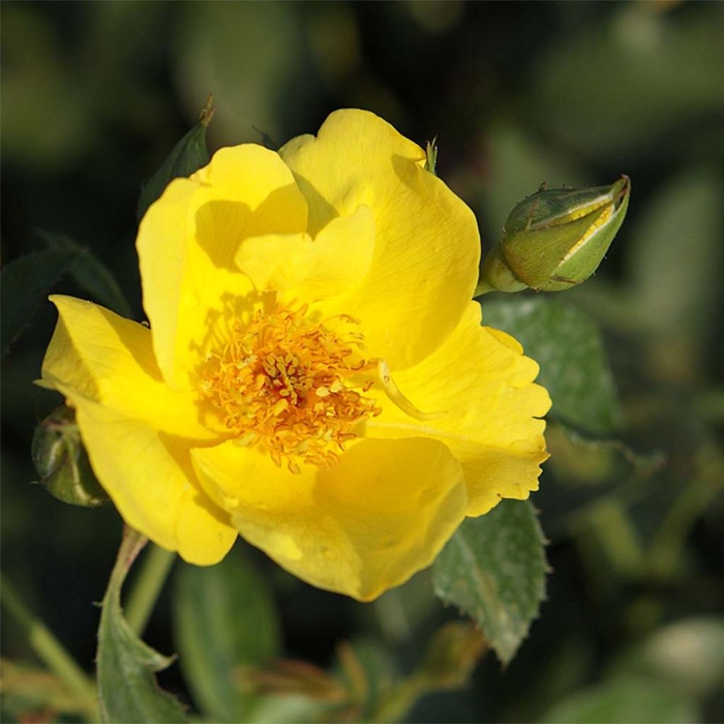 Rosa x polyantha Lemon Fizz - Polyantha Rose