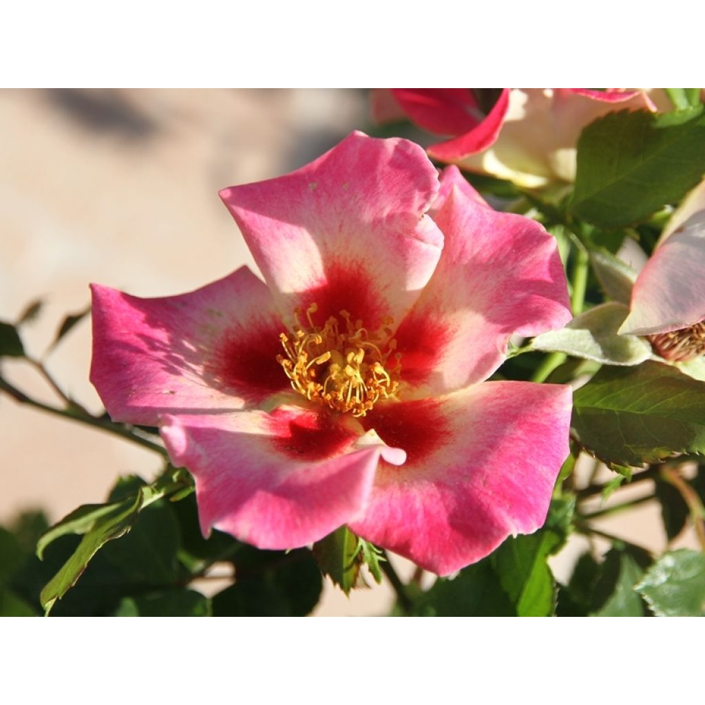 Rosa x persica 'Queen Babylon Eyes' - Miniature Rose