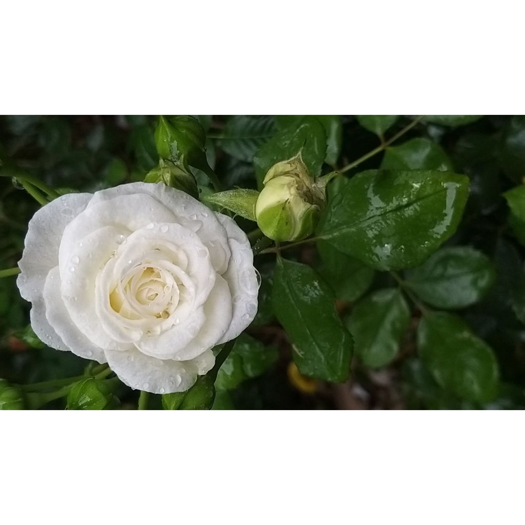 Rosa x polyantha 'Schneeküsschen' - Miniature Rose