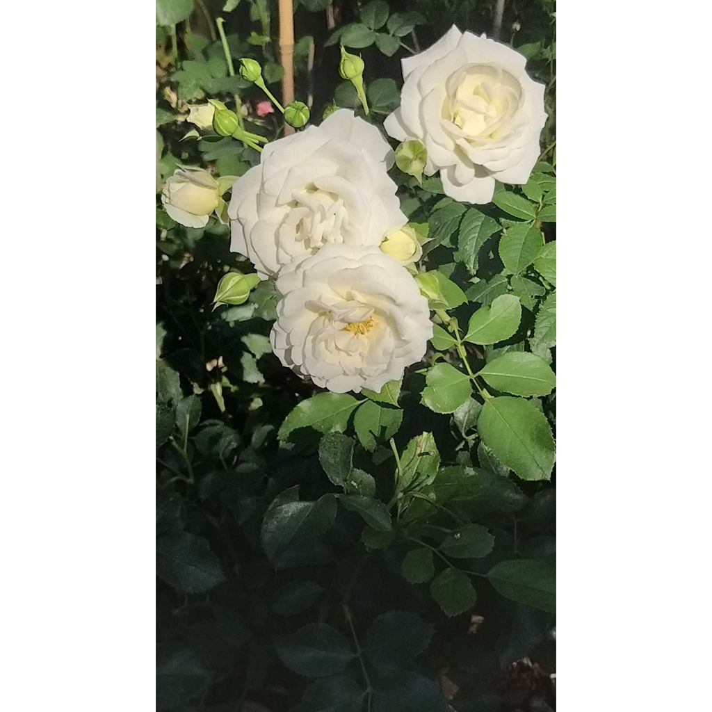 Rosa x polyantha 'Schneeküsschen' - Miniature Rose