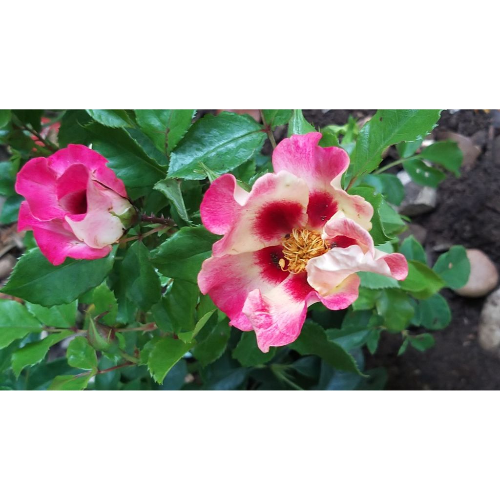 Rosa x persica 'Sunshine Babylon Eyes' - Miniature Rose