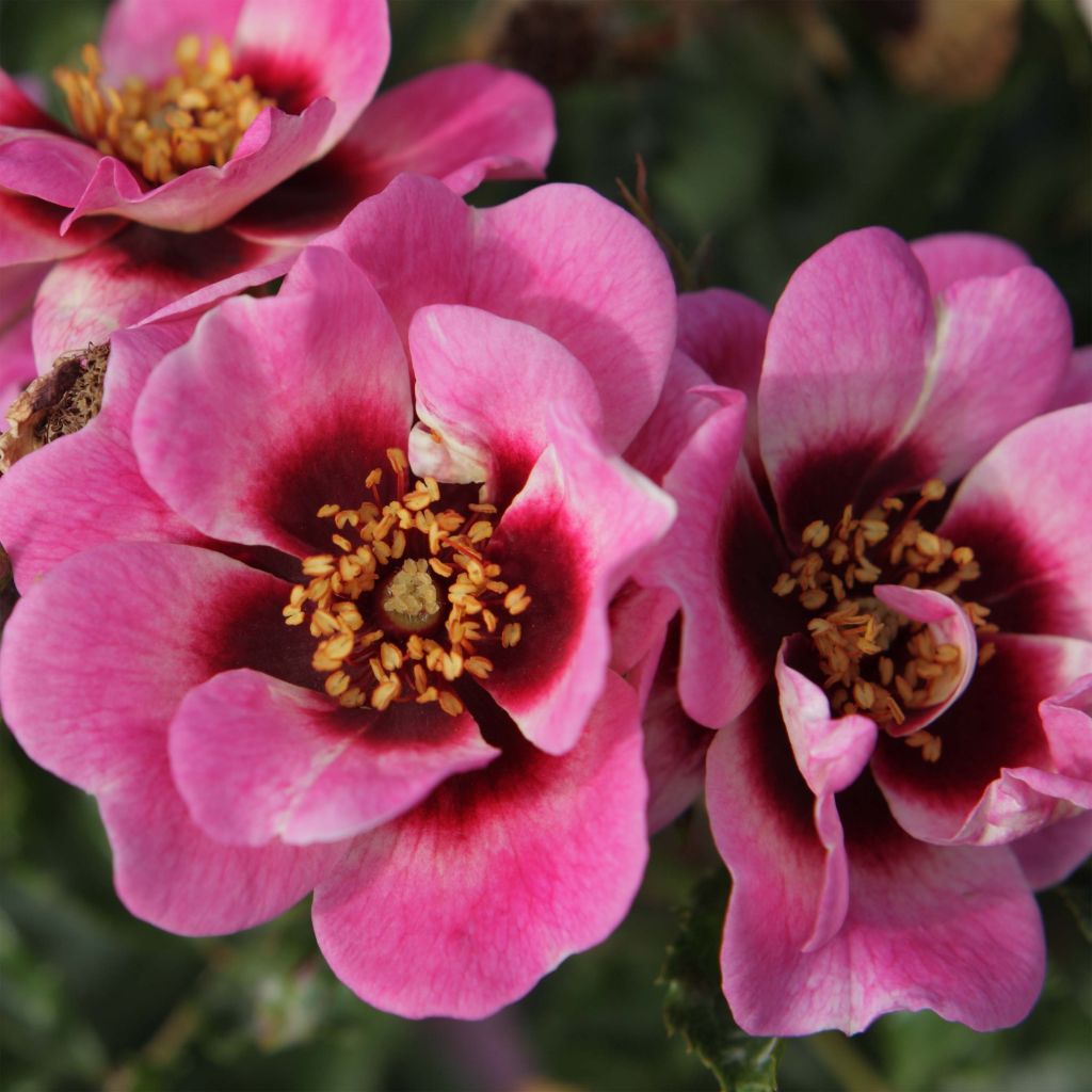 Rosa x persica 'Trendy Babylon Eyes'  - Miniature Rose