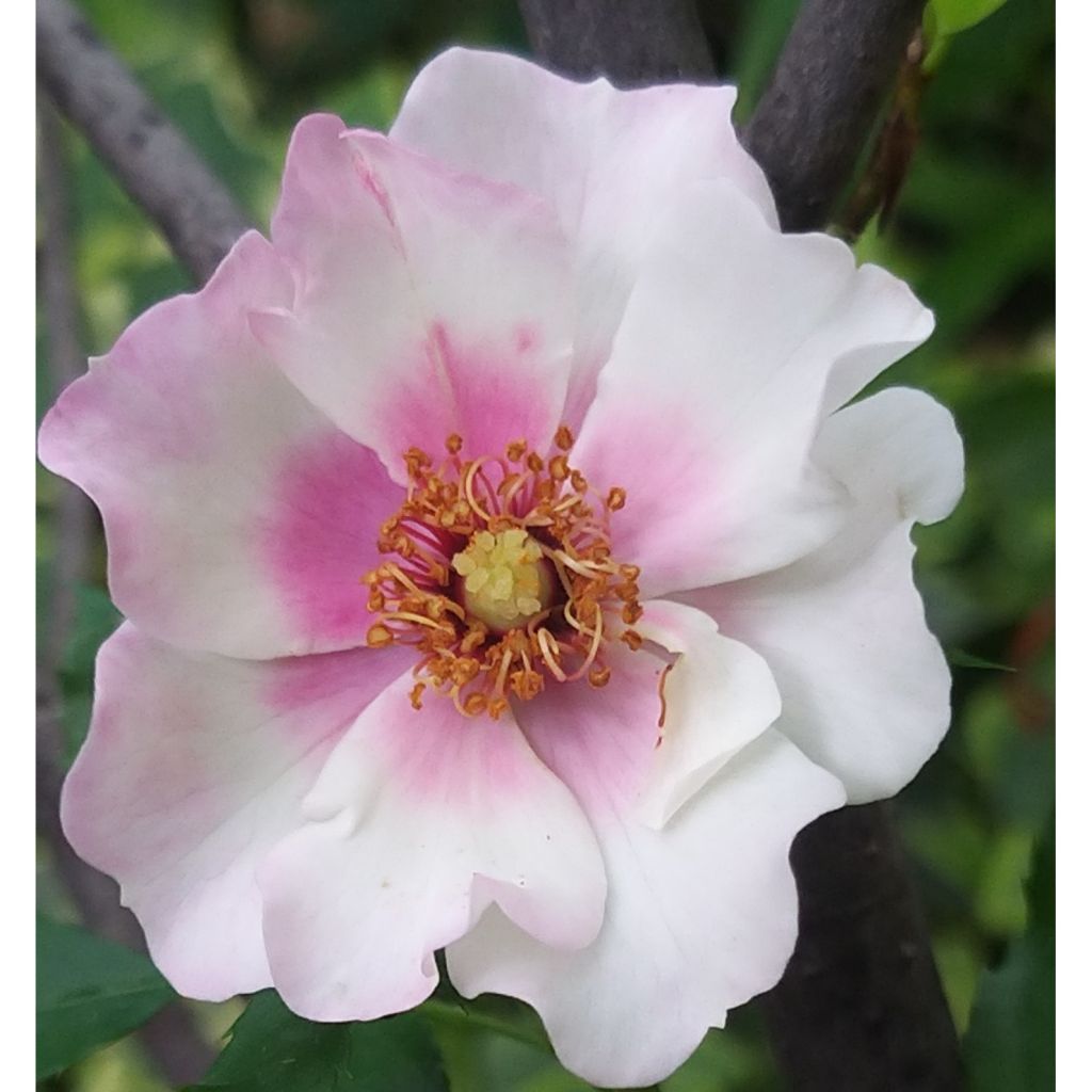 Rosa x persica 'Trendy Babylon Eyes'  - Miniature Rose