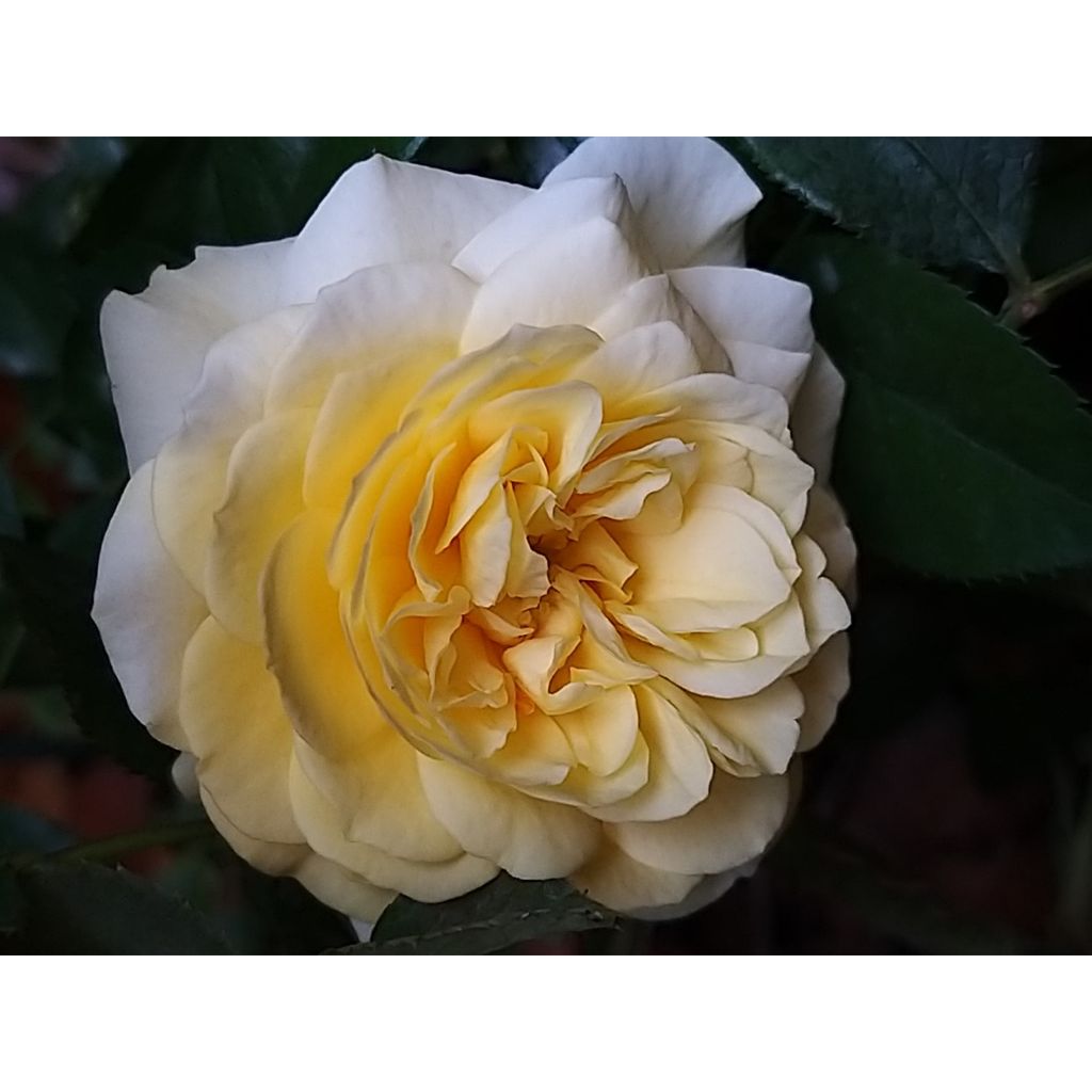 Rosa x floribunda Rigo Rosen - 'Solero' - Shrub Rose 