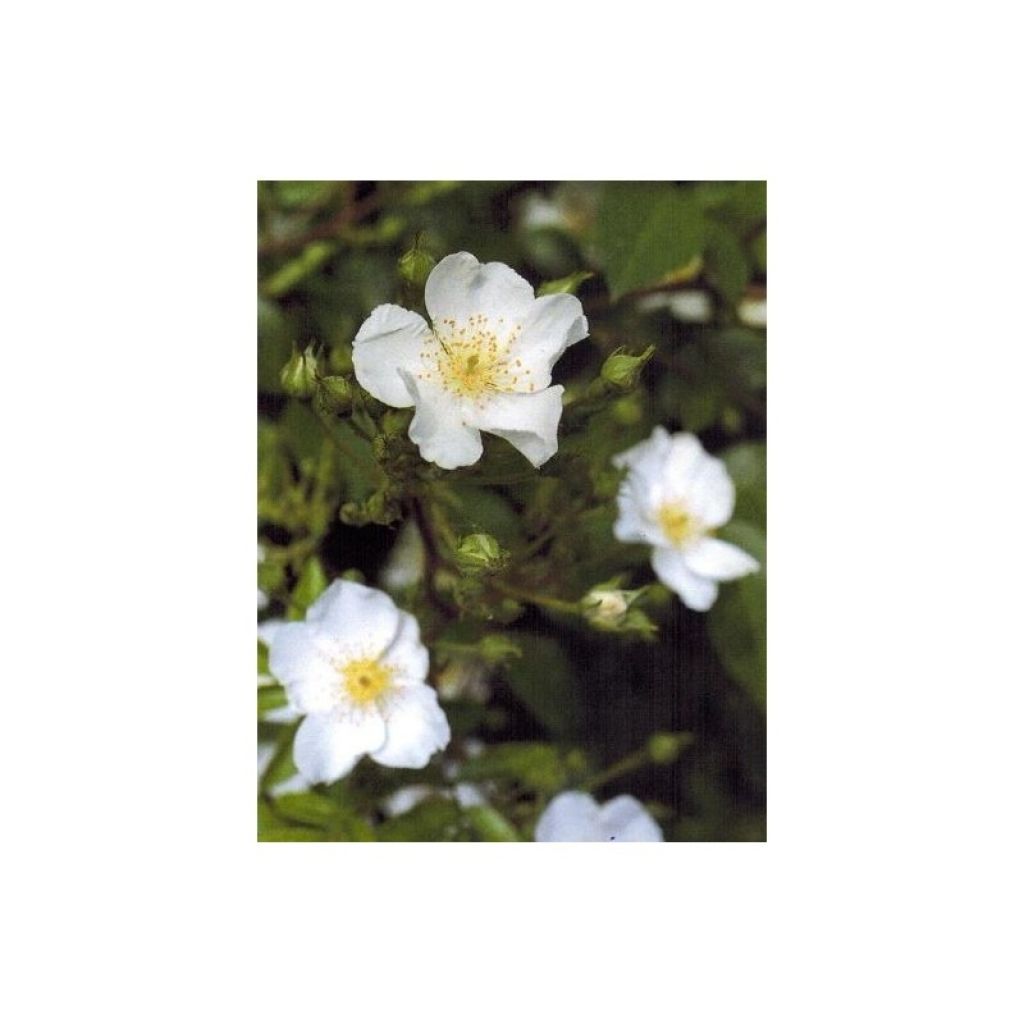 Rosa Rosanatura Alba