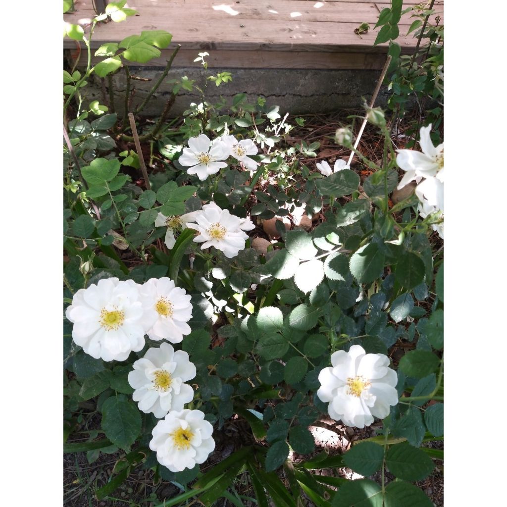 Rosa rugosa Alba - Japanese Rose