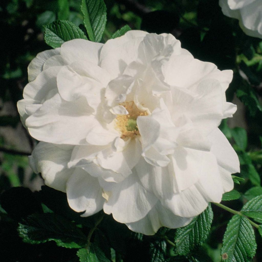 Rosa rugosa Blanc Double de Coubert