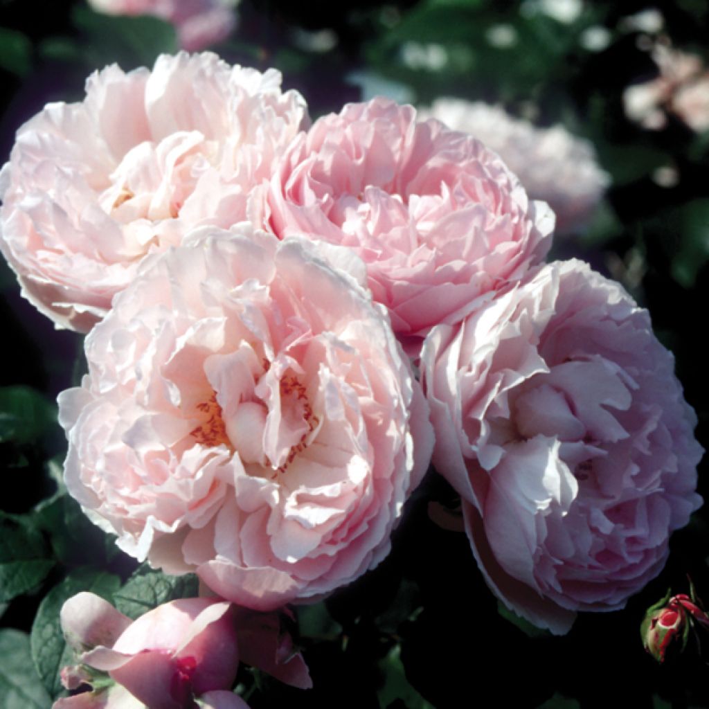 Rosa  Souvenir de la malmaison